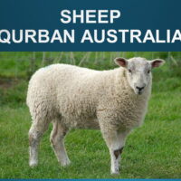 1.3 Qurban Sheep (Australia)