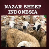 3.1 Nazar Sheep (Indonesia)