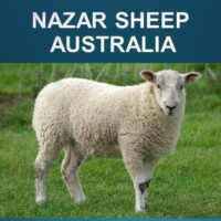 3.3 Nazar Sheep (Australia)