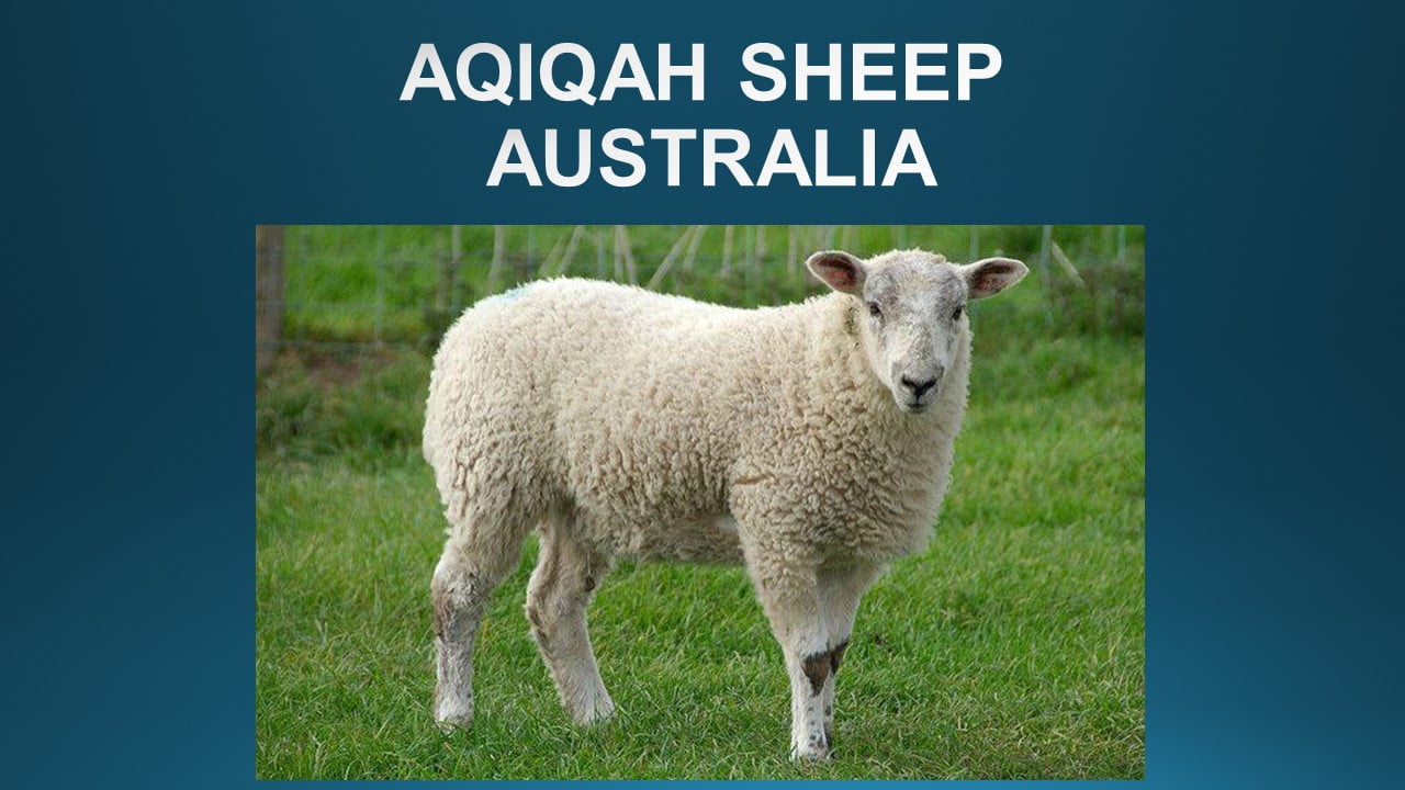 2.3 Aqiqah Sheep (Australia)
